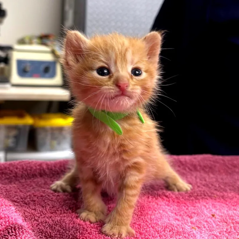 A baby small-sized female Orange / Red Domestic Short Hair cat named Buttercup for adoption in Newark, NJ