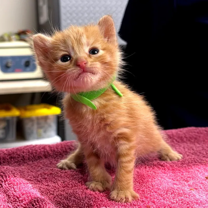 Buttercup thumbnail 2
