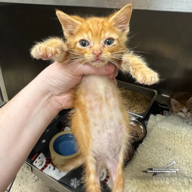 A baby small-sized male Orange / Red Domestic Short Hair cat named Tru for adoption in Pekin, IL