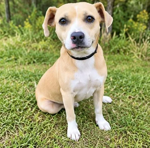 A young medium-sized female Beagle dog named Milky Way for adoption in Foley, AL