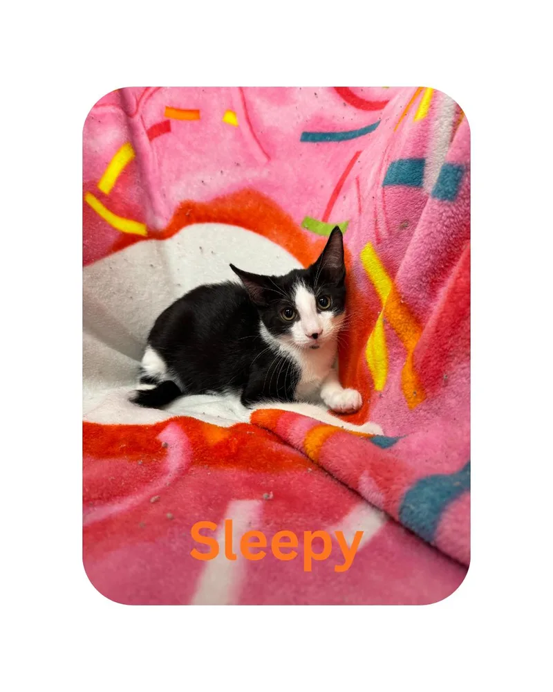 A young medium-sized male Domestic Short Hair cat named Sleepy for adoption in Miami, FL