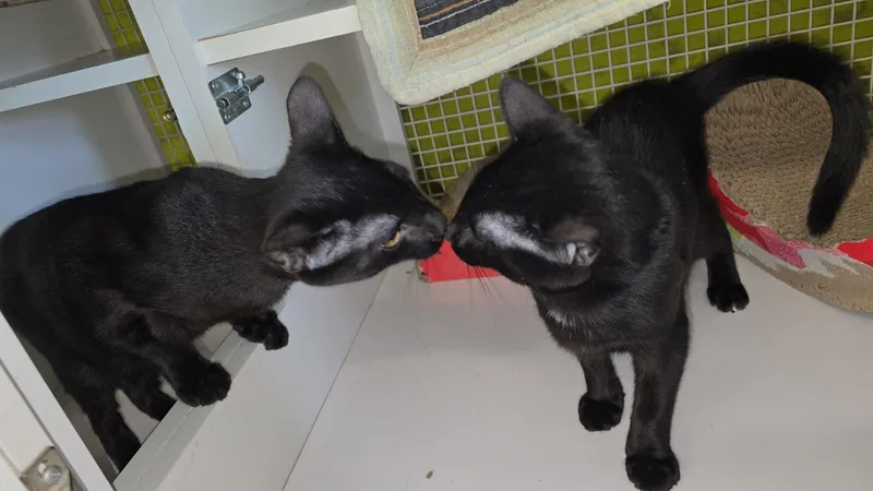 A young medium-sized male Black Domestic Short Hair cat named Will and Just Jack for adoption in Nottingham, MD