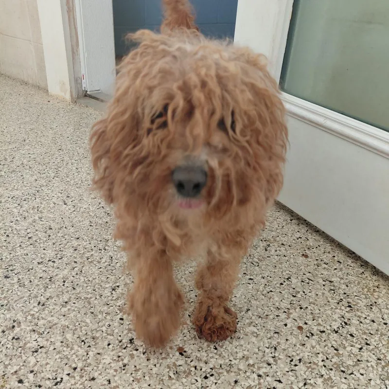 A senior small-sized male Apricot / Beige Poodle dog named Jimmy for adoption in LOXAHATCHEE, FL