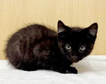 A baby small-sized male Domestic Short Hair cat named Cole for adoption in Saint Louis, MO
