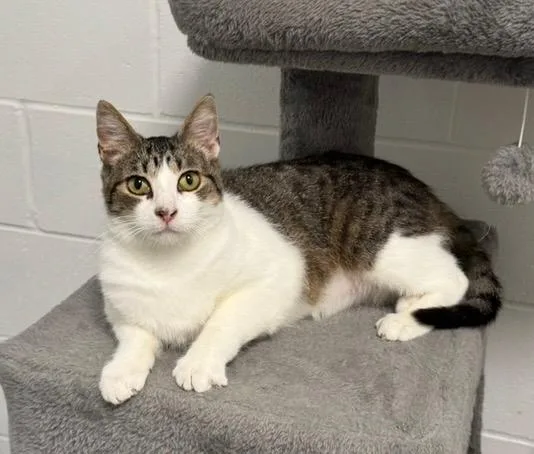 Biscuits thumbnail 2