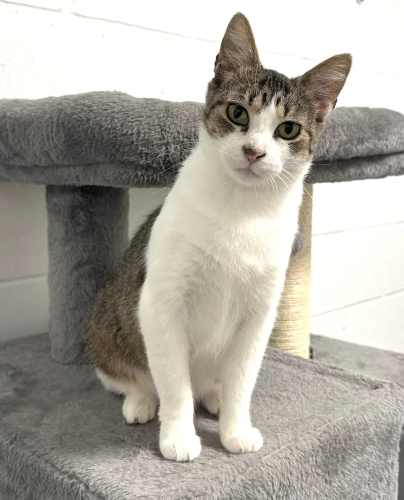 Biscuits thumbnail 3