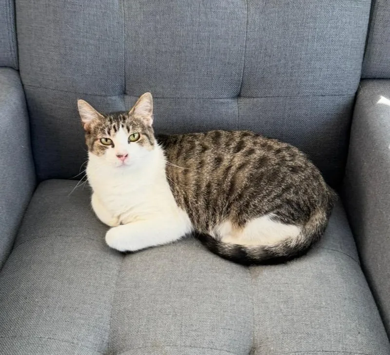 Biscuits thumbnail 4