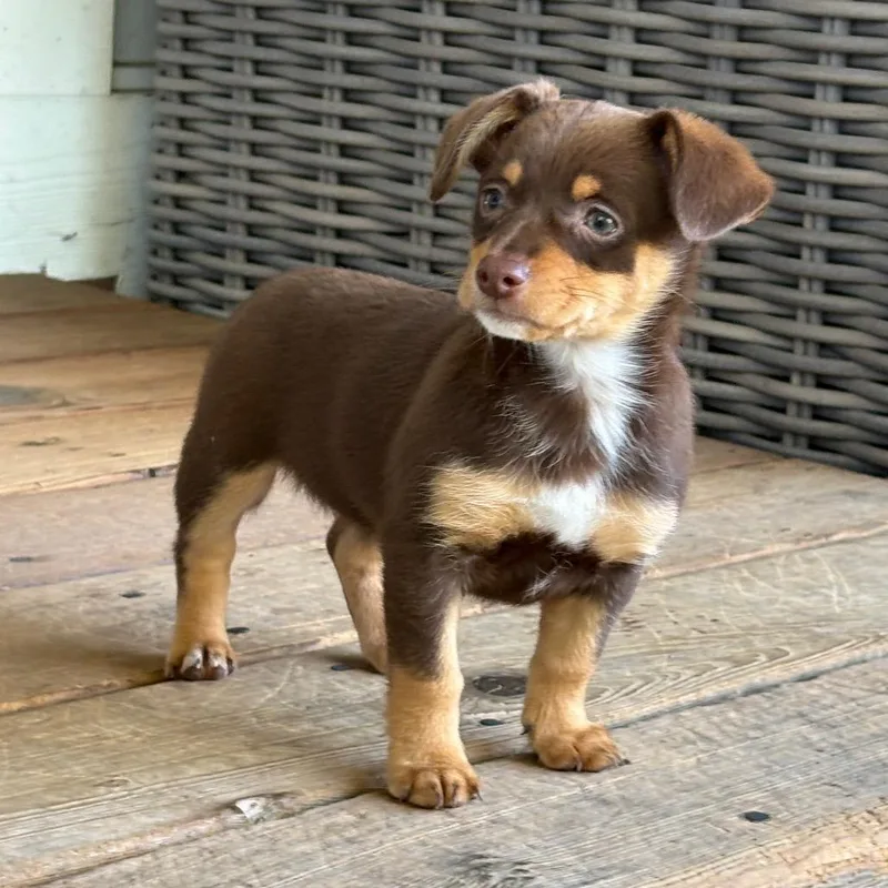 A baby small-sized female Brown / Chocolate Mixed Breed dog named Croissant for adoption in Point Richmond, CA