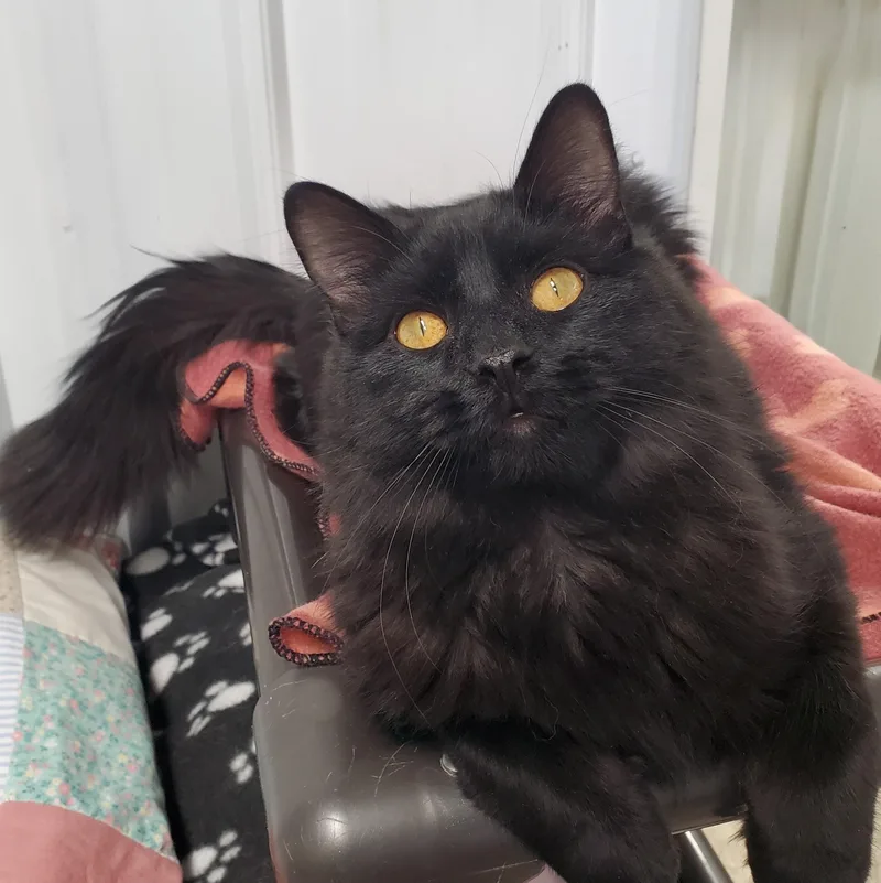 An adult medium-sized male Black Domestic Medium Hair cat named Biggie for adoption in Marseilles, IL