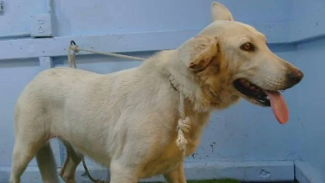 A young medium-sized female German Shepherd Dog dog named A for adoption in Gardena, CA