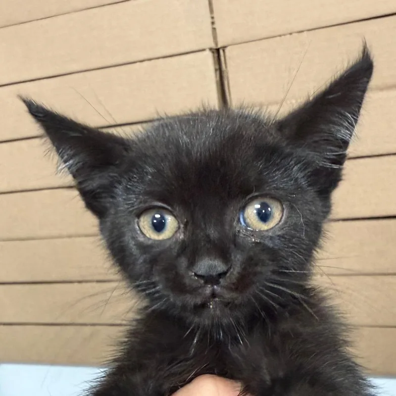 A baby small-sized female Black Domestic Short Hair cat named Red for adoption in Newark, NJ