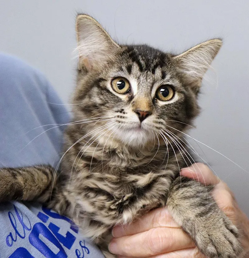 A baby medium-sized female Tabby (Gray / Blue / Silver) Domestic Medium Hair cat named Pudding for adoption in Kansas City, KS