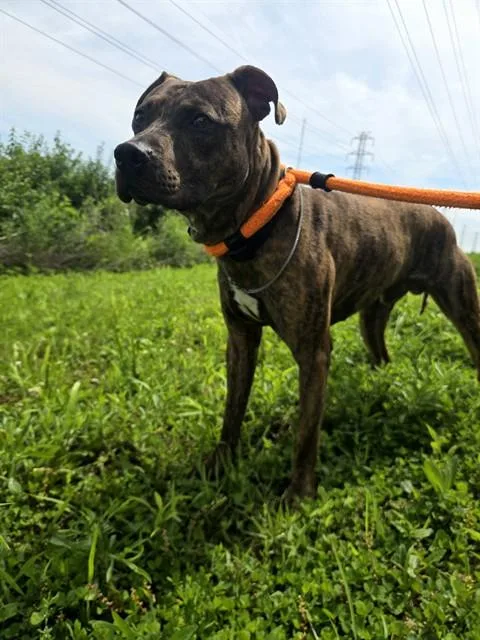 A young medium-sized male Terrier dog named Marven for adoption in Olivette, MO