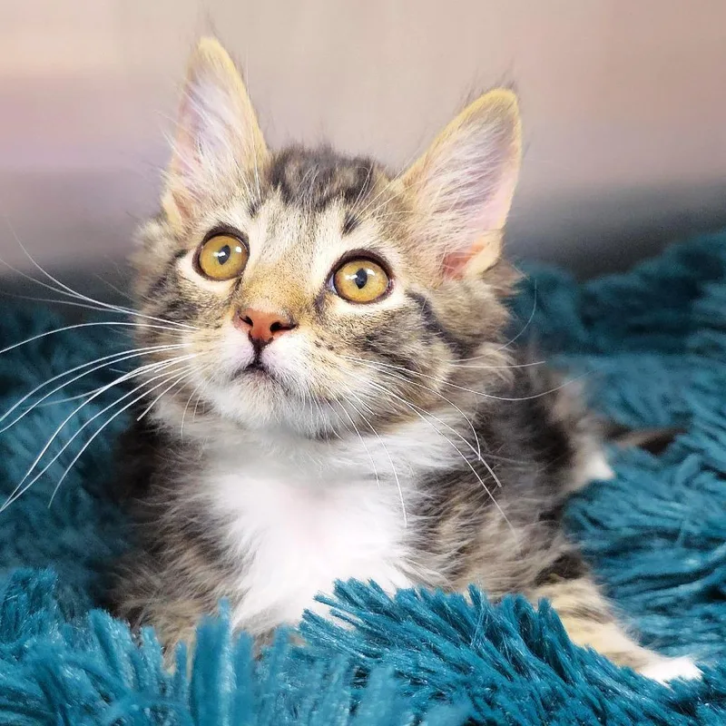 A baby small-sized male Brown / Chocolate Domestic Long Hair cat named Chippy for adoption in Michigan City, IN