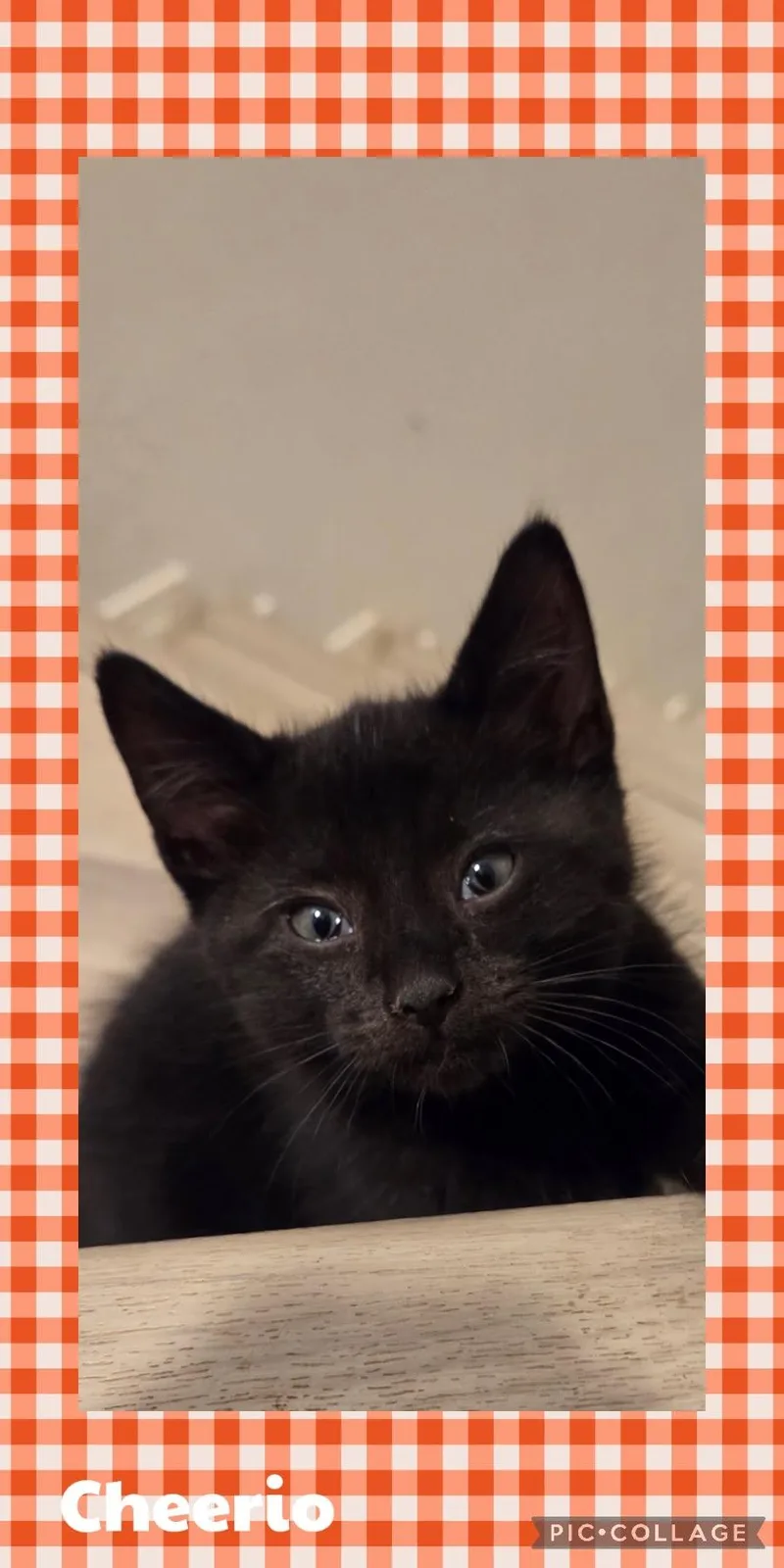 A baby small-sized male Black Domestic Short Hair cat named Cheerio for adoption in Newberg, OR