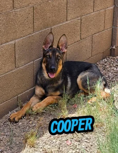 Cooper