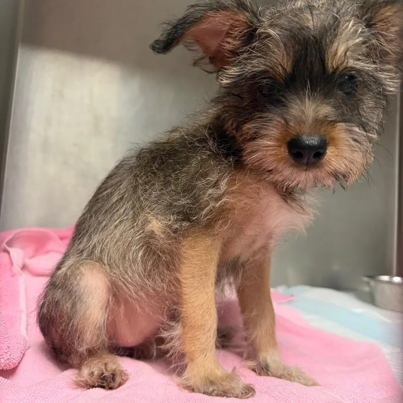 A baby small-sized female Brown / Chocolate Mixed Breed dog named Silvermist for adoption in Charleston, WV