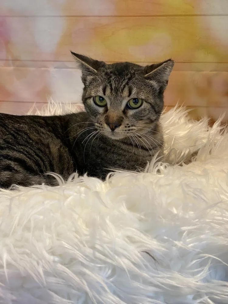 An adult medium-sized male Brown / Chocolate Domestic Short Hair cat named Ben for adoption in Anoka, MN