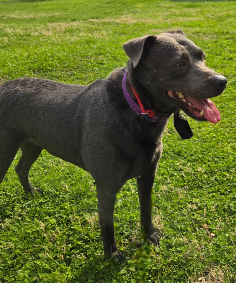 An adult medium-sized female Retriever dog named Baby Girl for adoption in Sandusky, OH
