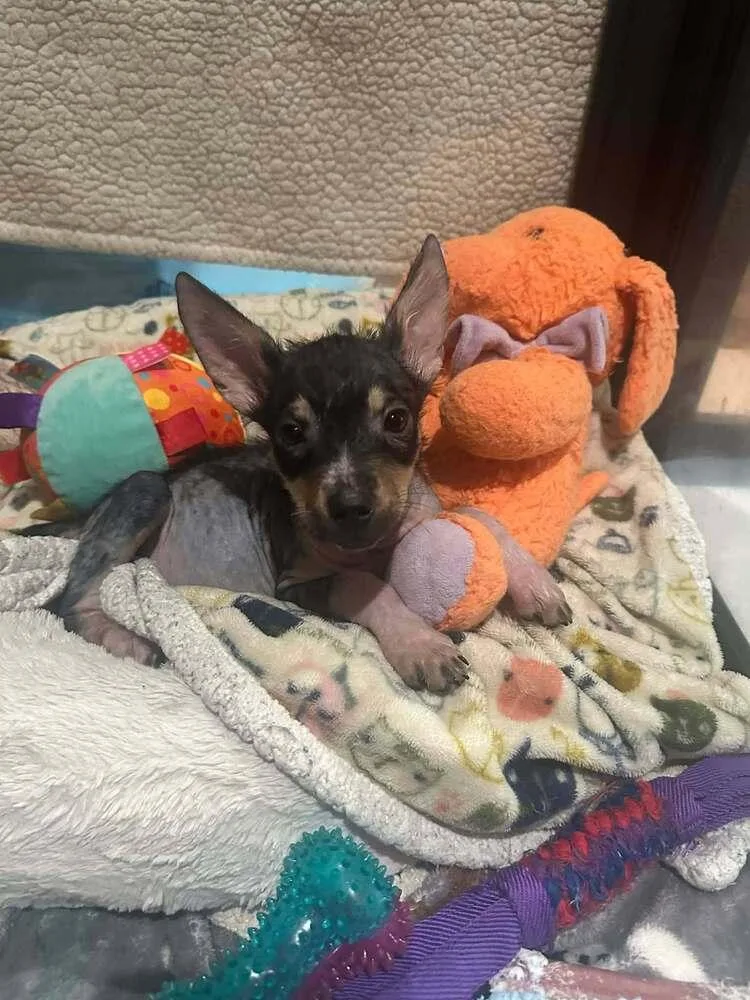A baby small-sized female Tricolor (Brown, Black, & White) Shepherd dog named Vienna for adoption in Aurora, CO