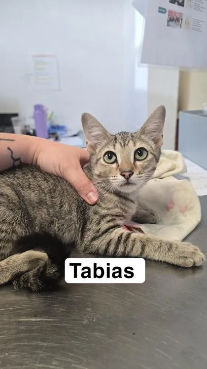 A baby small-sized male Domestic Short Hair cat named Tabias for adoption in Largo, FL