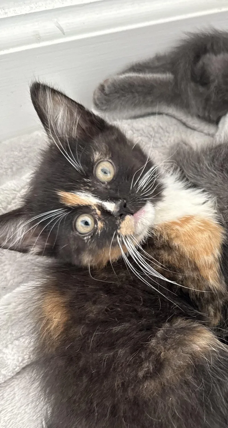 A baby small-sized female Domestic Long Hair cat named Smudge for adoption in Sneads Ferry, NC