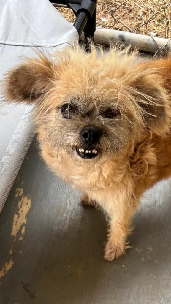 An adult small-sized female Apricot / Beige Shih Tzu dog named Wookie for adoption in Ruston, LA