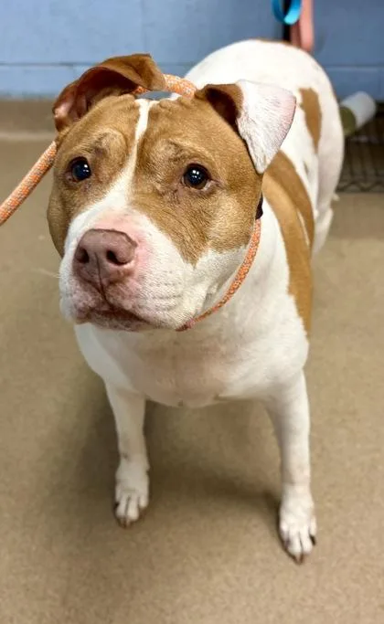 A senior extra large-sized female Mixed Breed dog named Pad Thai for adoption in Chamblee, GA