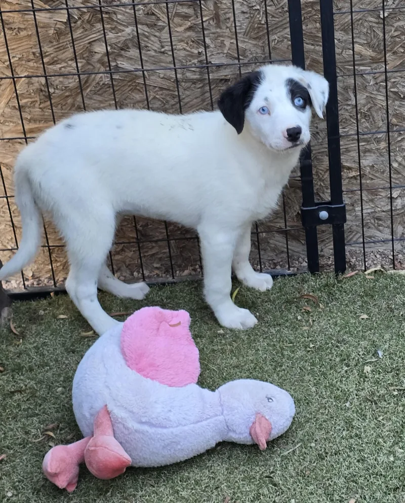 A baby medium-sized female Australian Cattle Dog / Blue Heeler dog named Cerulean for adoption in Apache Junction, AZ