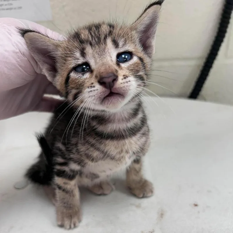A baby small-sized male Brown / Chocolate Domestic Short Hair cat named Fury for adoption in Bastrop, TX