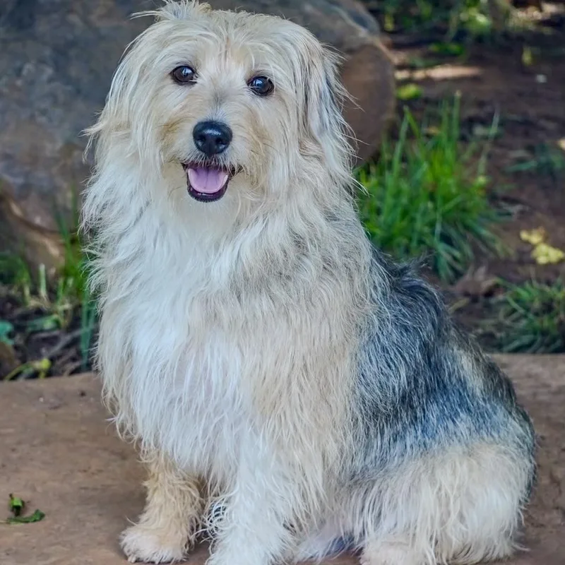 An adult small-sized male Terrier dog named Chewy for adoption in Tulsa, OK