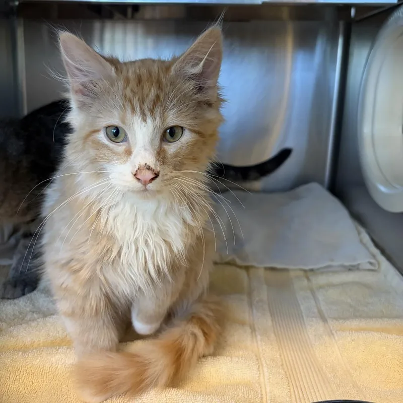 A baby small-sized male Orange / Red Domestic Short Hair cat named Swiffer for adoption in Asheville, NC