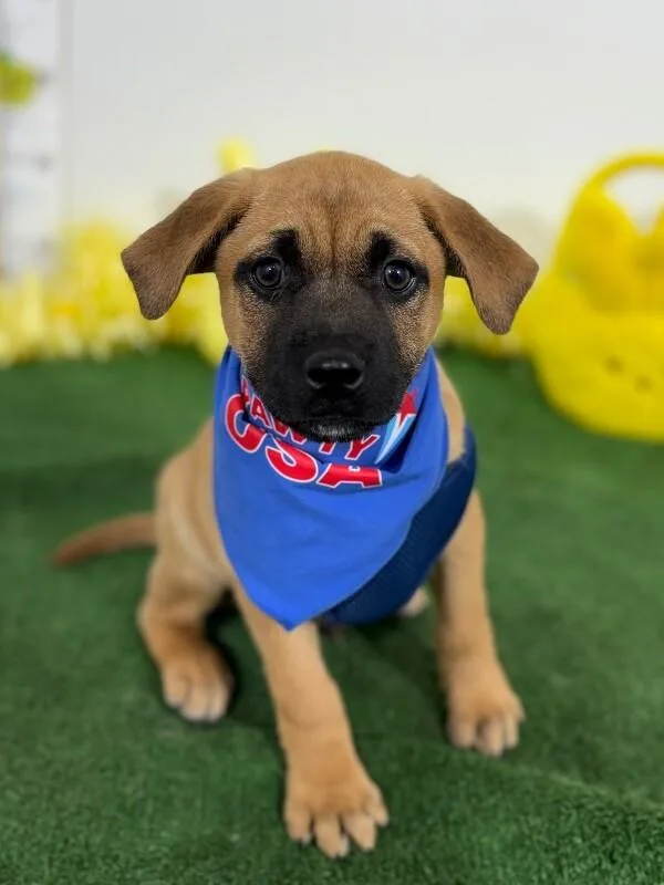 A baby medium-sized male Brown / Chocolate Labrador Retriever dog named Pepperoni for adoption in Carlsbad, CA
