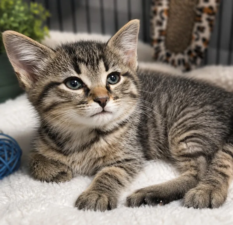 A baby medium-sized male Domestic Short Hair cat named Teeter for adoption in Warren, MI