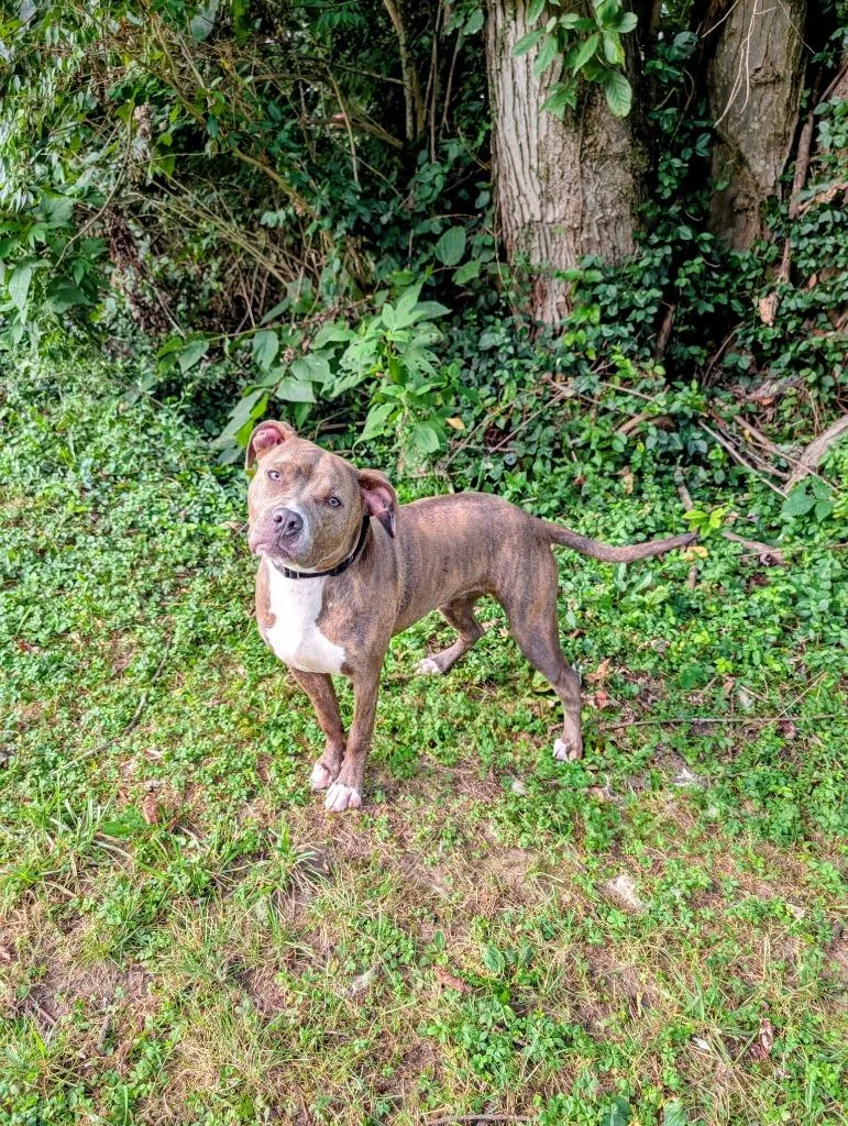 A young medium-sized female Brindle Pit Bull Terrier dog named Rosie for adoption in Maysville, KY