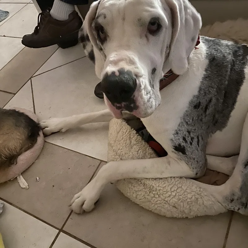 Cheyenne thumbnail 2