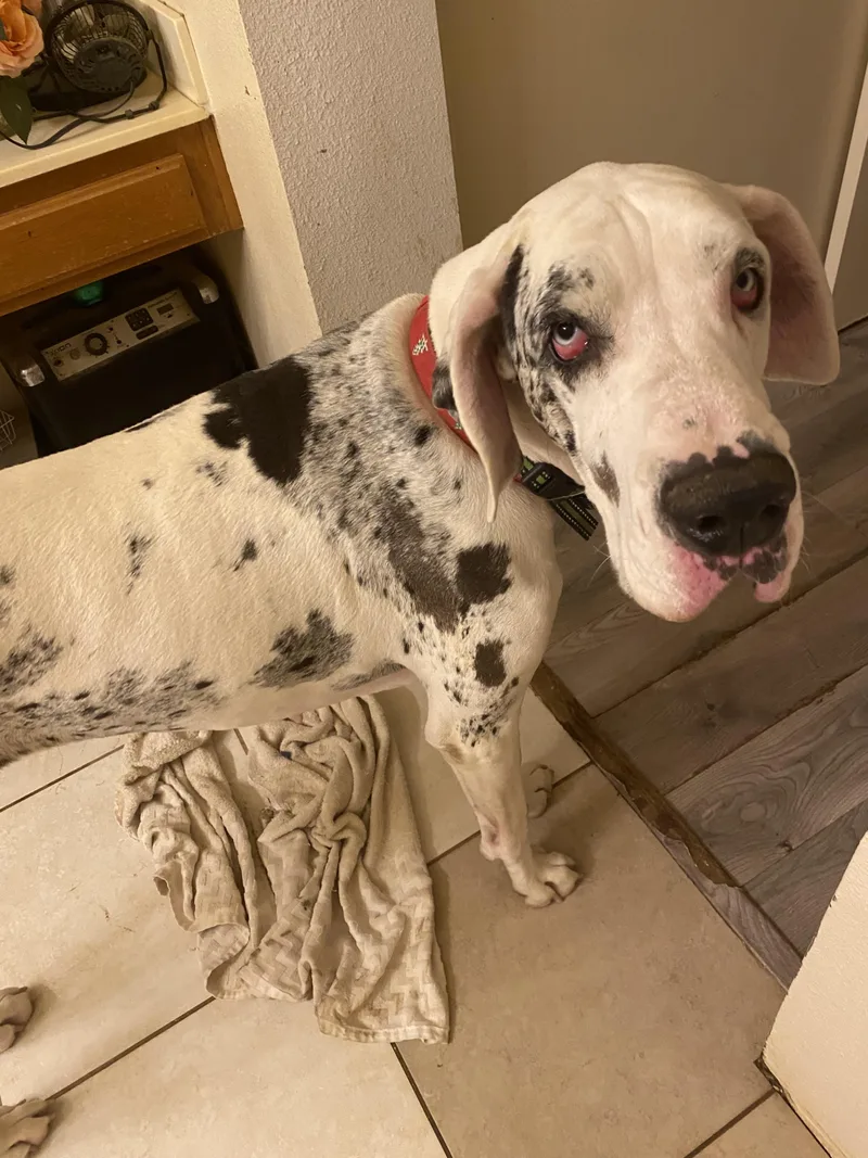 Cheyenne thumbnail 3