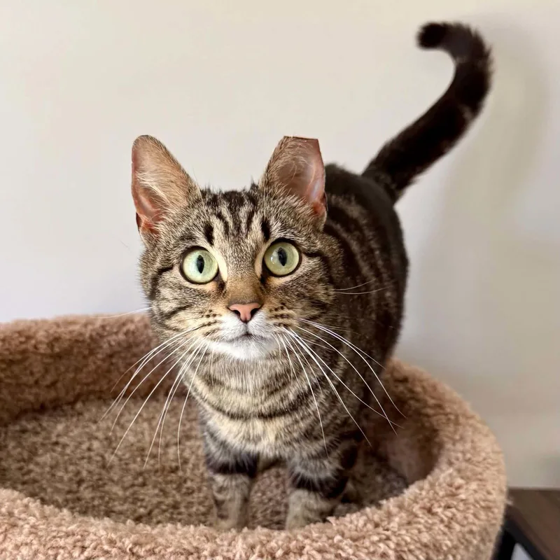 A young medium-sized female Domestic Short Hair cat named Tula for adoption in Cuyahoga Falls, OH