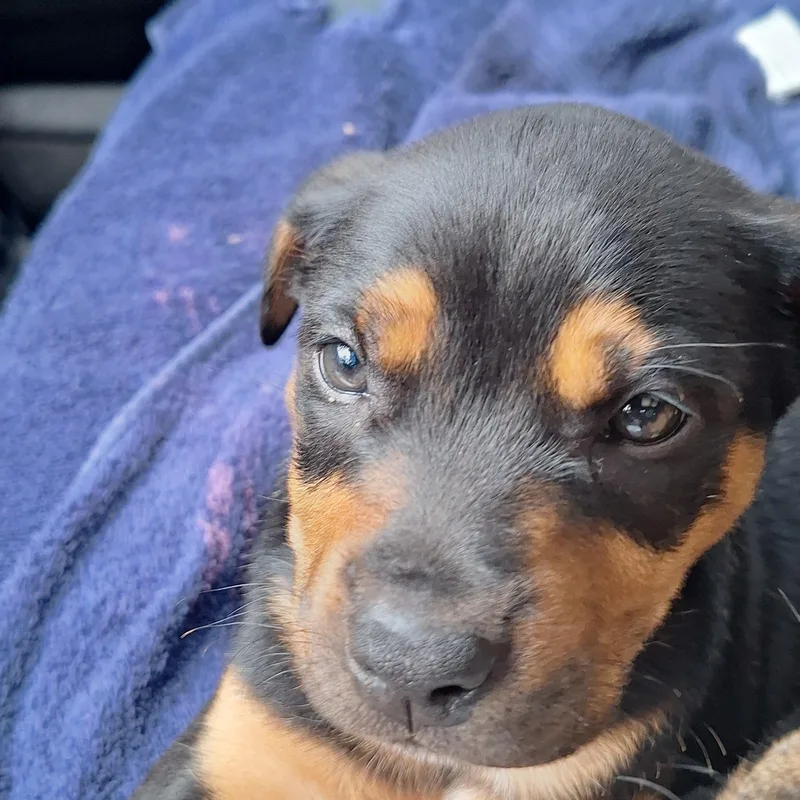 A baby medium-sized female Bicolor Shepherd dog named Mags for adoption in Mobile , AL
