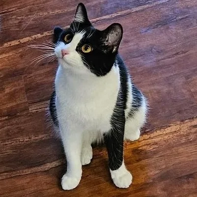 Laurel Kindred thumbnail 2