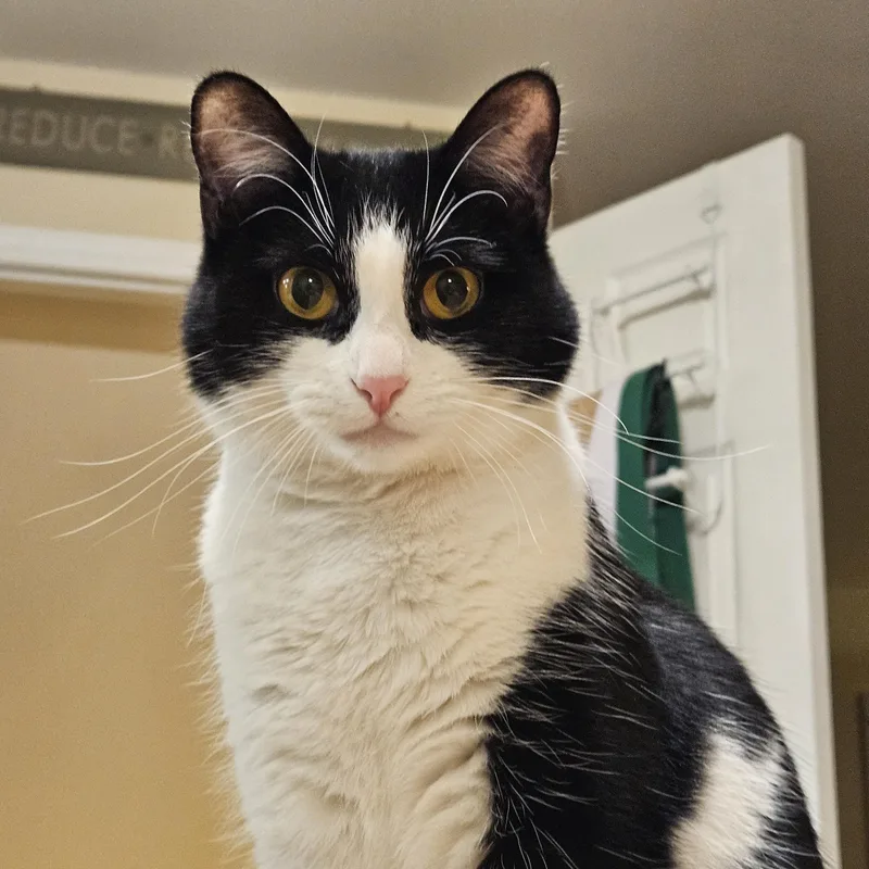 Laurel Kindred thumbnail 3