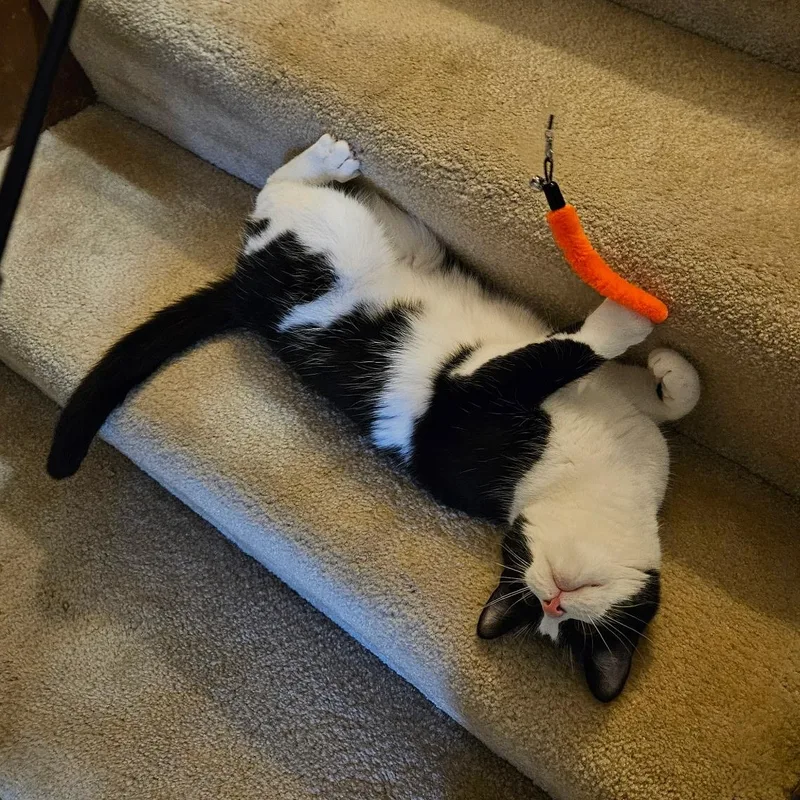 Laurel Kindred thumbnail 4