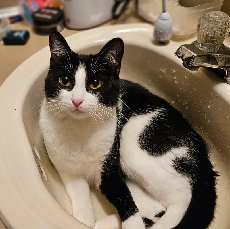 A young medium-sized female Black Domestic Short Hair cat named Laurel Kindred for adoption in Morrison, CO