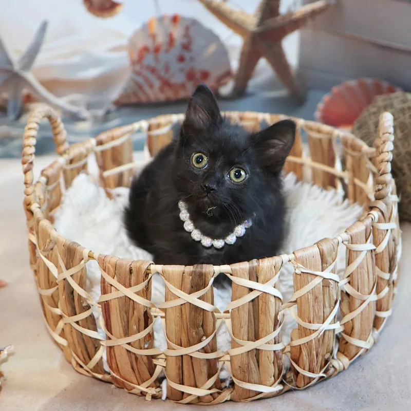 A baby small-sized female Black Domestic Long Hair cat named Centennial for adoption in FAIRWAY, KS
