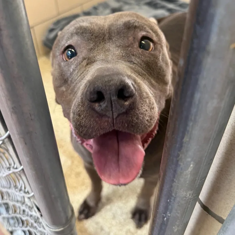 An adult large-sized female Gray / Blue / Silver Pit Bull Terrier dog named Mani for adoption in Perkiomenville, PA