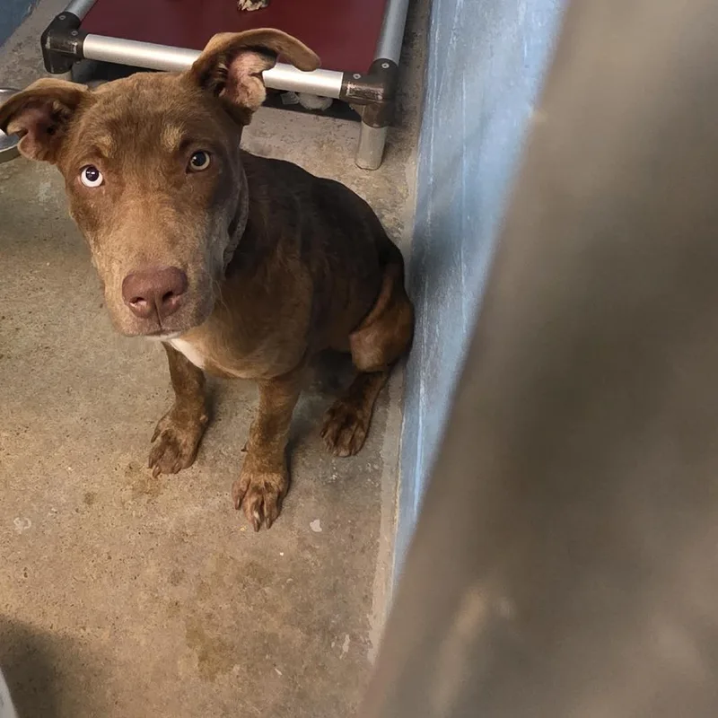 A young medium-sized female Brown / Chocolate Mixed Breed dog named TNGCStray for adoption in Pulaski, TN