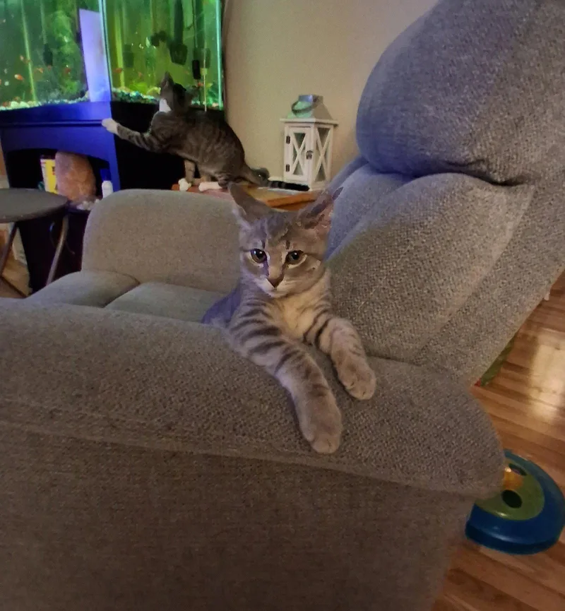 A baby medium-sized male Domestic Short Hair cat named Comet wRocket  Willow for adoption in Greenville, DE