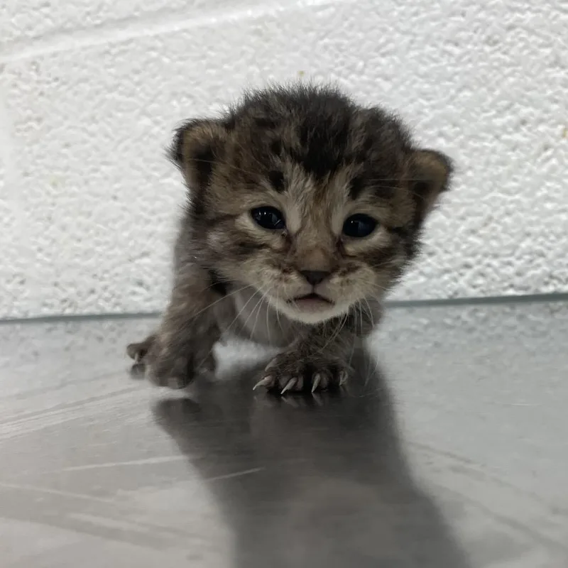 A baby small-sized female Black Domestic Short Hair cat named Ms. Burger G for adoption in Leander, TX
