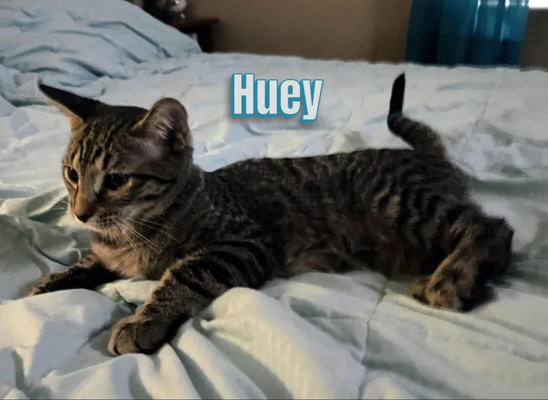 Duey And Huey thumbnail 2