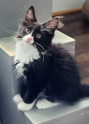 A baby medium-sized female Black & White / Tuxedo Maine Coon cat named Emerald for adoption in Vienna , VA